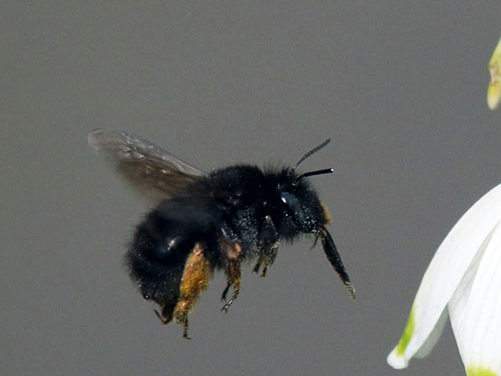 hairy-footed-flower-bee-male-female-two-column