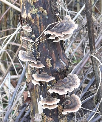 bracket fungi (2)