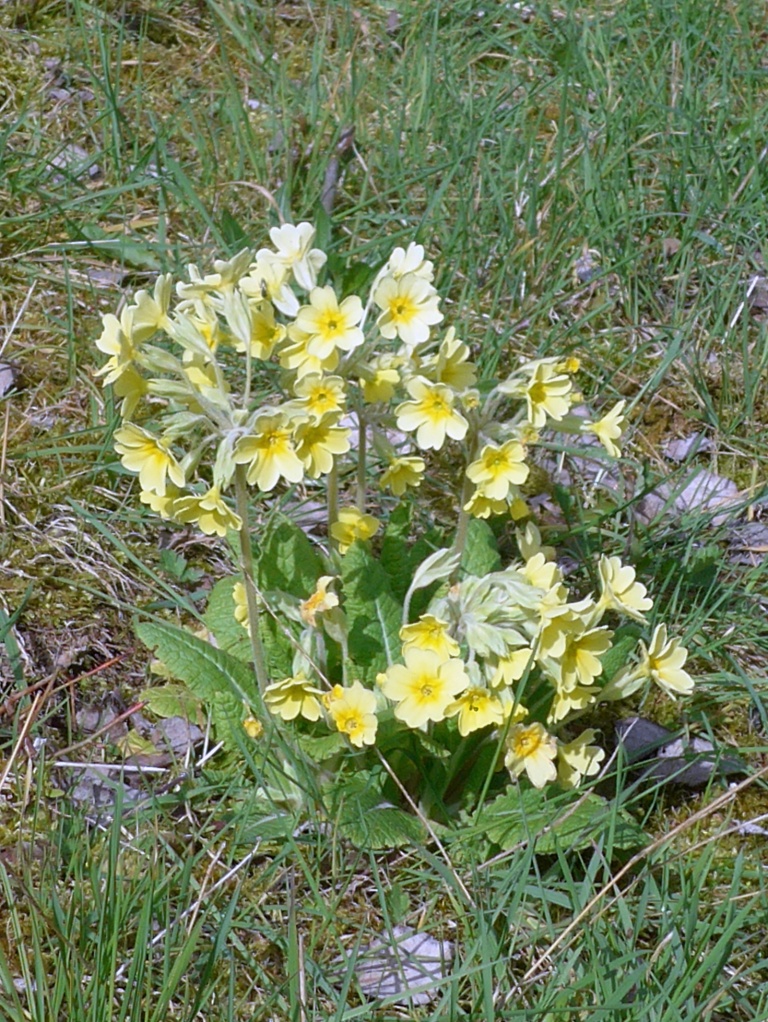 05. False Oxlip (Primula veris x vulgaris)
