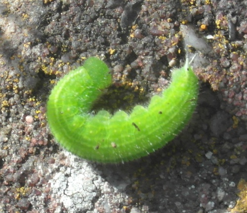 Green-veined White larva