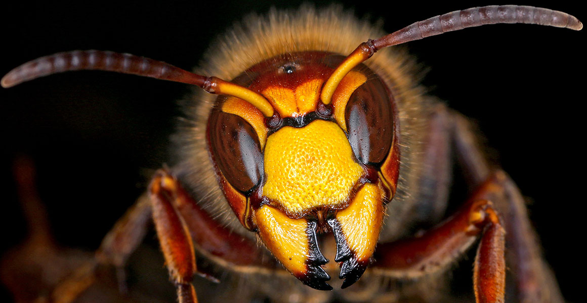 asian-hornet-female-full-width