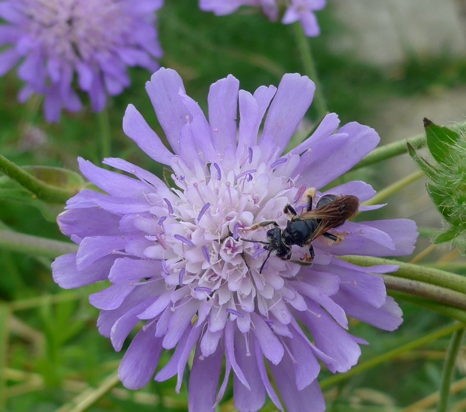 lg scabious mining bee