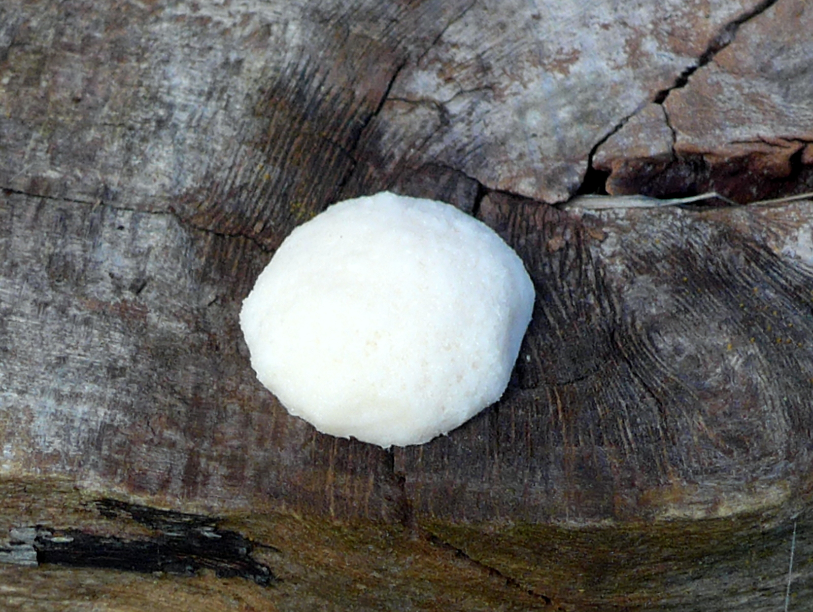 01.Calvatia gigantea, commonly known in English as the giant puffball