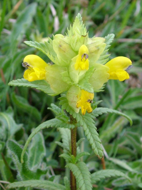Yellow-rattle flower
